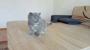 BKH-Kitten in blue und blue-tortie ( Stammbaum)!