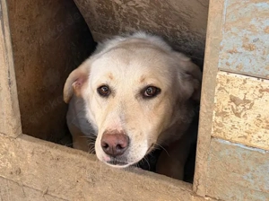 Narnia, z. Zt. in Ungarn, ist ein zauberhaftes, verspieltes, freundliches und neugieriges Wesen