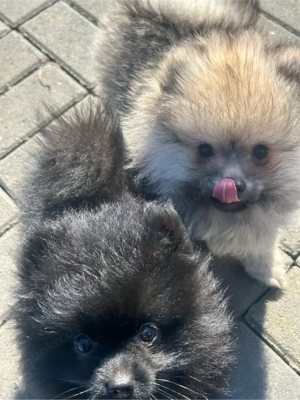2 süsse pomeranian knirbse suchen bald ein schönes zuhause