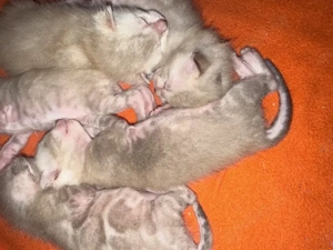 Reinrassige Bengal Kitten Snow Mink und Braun Mit Stammbaum 