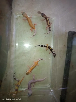 junge Leopardgeckos zu verkaufen