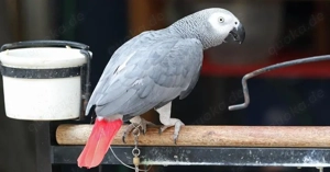 Niedliche und liebenswerte Graupapageien zu verkaufen 