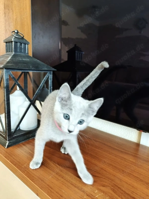 Russisch Blau Mädchen mit exzellenter Abstammung.