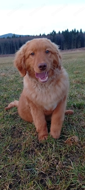 Nova Scotia Duck Tolling Retriever mix Rüde 1 jahr jung abzugeben