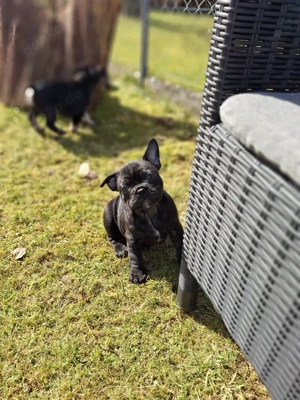 Französische Bulldogge teils Fluffy Bild 4