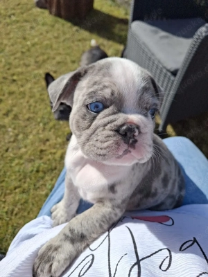 Französische Bulldogge teils Fluffy Bild 6