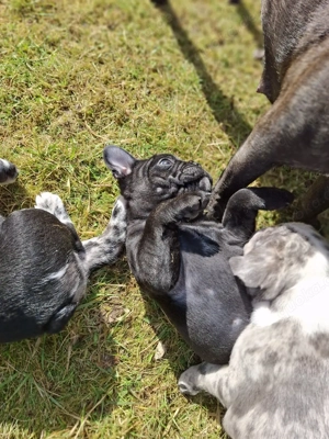 Französische Bulldogge teils Fluffy Bild 9