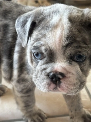 Französische Bulldogge teils Fluffy Bild 5