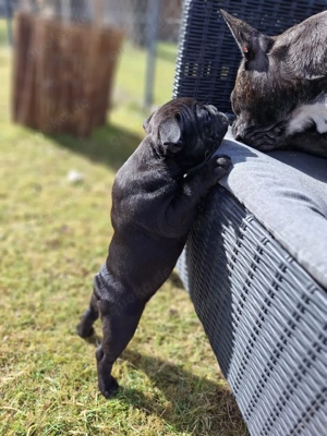 Französische Bulldogge teils Fluffy Bild 7