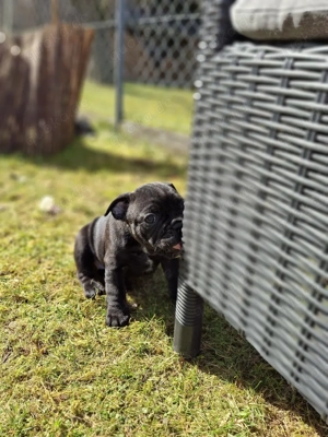 Französische Bulldogge teils Fluffy Bild 8