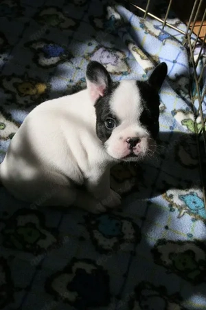Französische Bulldoggen-Welpen
