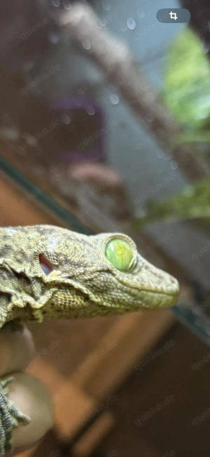 gekko smithii grünaugen gecko 1.0