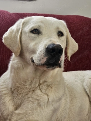 Entzückende Mina sucht rotes Sofa!