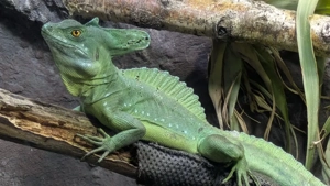 Stirnlappenbasilisk subadult