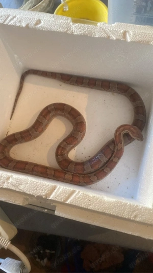 kornatter 0.1 Weibchen