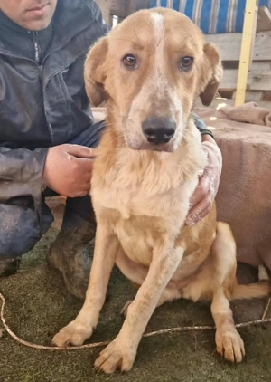 Bezaubernde, freundliche Lia