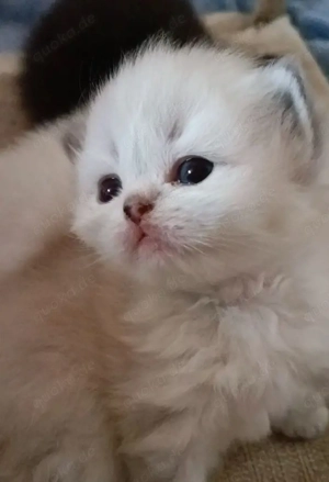 blh britisch langhaarige kitten reinrassige weiß Schnee blaue Augen bkh