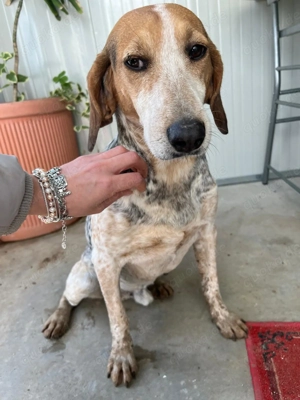 Albatros sucht Jagdhund-Liebhaber!