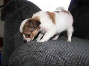 Unsere bezaubernden Chihuahua-Welpen suchen liebevolle Zuhause