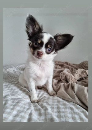 Wunderschöner Chihuahua Welpe