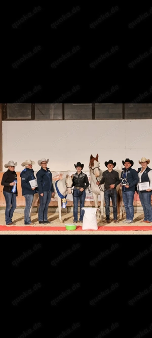 Wunderschöner Paint Horse Overo Hengst  Bild 2