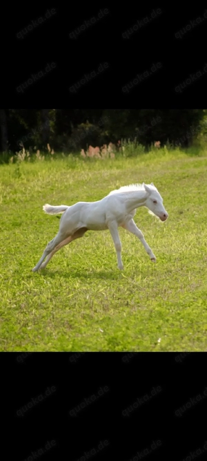 Wunderschöner Paint Horse Overo Hengst  Bild 4