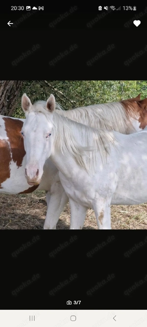 Wunderschöner Paint Horse Overo Hengst  Bild 3