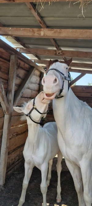 Wunderschöner Paint Horse Overo Hengst  Bild 5