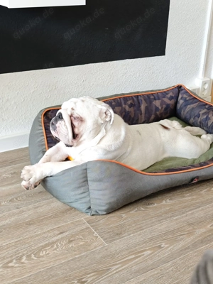 Englische Bulldogge 