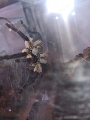 Monocentropus balfouri weiblich 