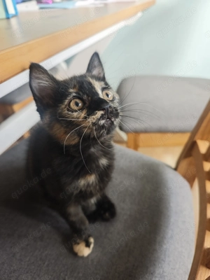 Maine Coon Mischlinge 