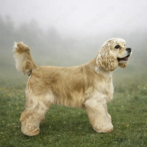 American Cocker Spaniel Hündin (FCI) Bild 2