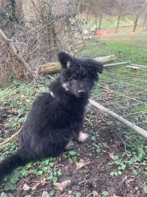 Altdeutsche Schäferhund Welpen 10 Wochen 