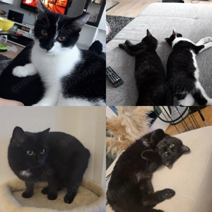 Katzen suchen neues Zuhause 