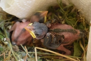 Wildvogel Auffangstation hier wird geholfen