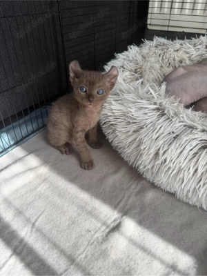 Wunderschöne Sphynx Elf Babys zur Reservierung