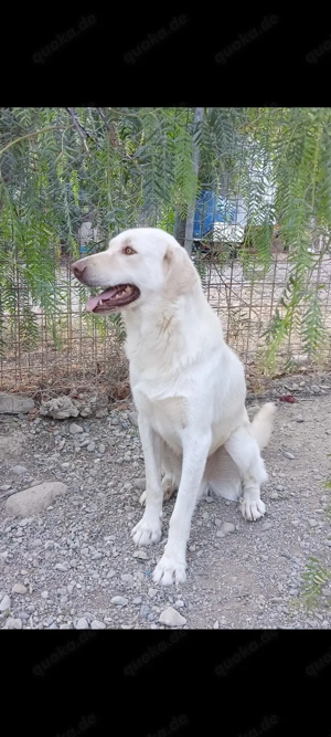 Mosé   jung, neugierig & voller Lebensfreude Bild 4