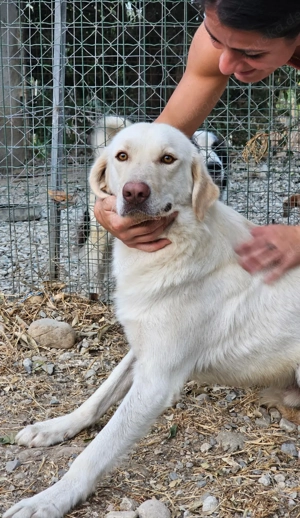 Mosé   jung, neugierig & voller Lebensfreude Bild 3