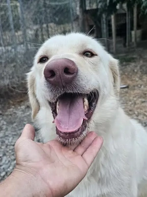 Mosé   jung, neugierig & voller Lebensfreude Bild 5
