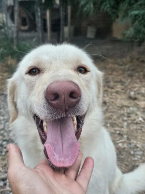 Mosé   jung, neugierig & voller Lebensfreude Bild 2
