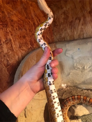 kornnatter 1.0 Männchen