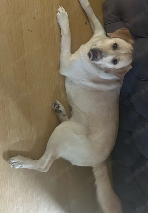 Labrador, 2 Jahre alt, sucht dringend ein neues Zuhause.