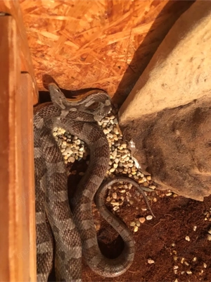 kornnatter 1.0 Männchen