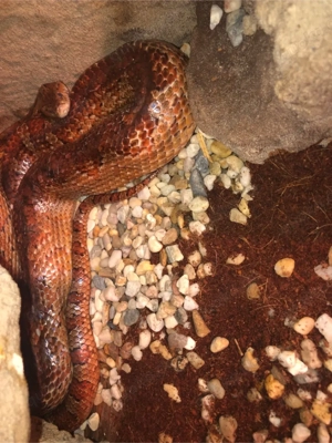 kornnatter 1.0 männchen