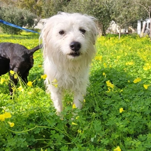 Freundlicher Wuschel Spenk sucht liebe Familie!