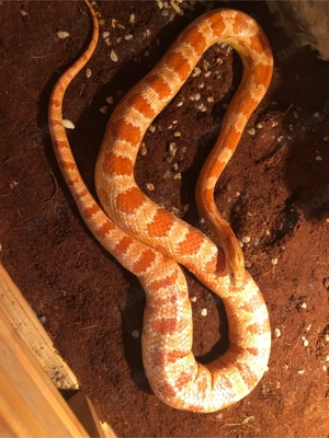 kornnatter 1.0 männchen