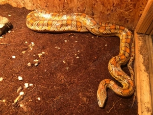 kornnatter 1.0 männchen