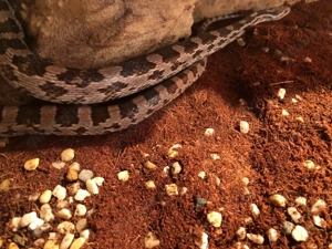 kornnatter 1.0 männchen