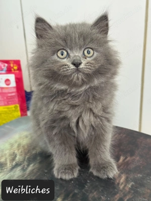 Wunderschöne Britisch Langhaar Kitten abzugeben - Abholung