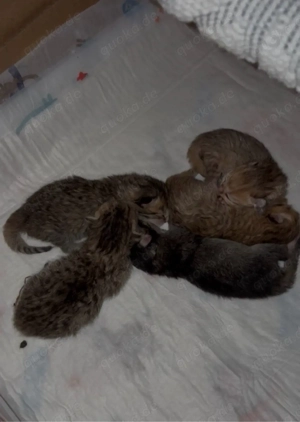 Erfahrener BKH Deckkater Bild 8